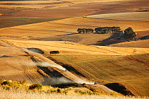 Rolling farmland in the Overberg region near Villiersdorp, Western Cape, South Africa.  December 2014.