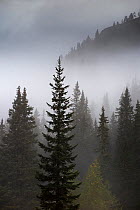 Conifer trees in mist at Alpe de Lerosa, Dolomite Mountains, Belluno Province, Veneto, Italy, September 2015.