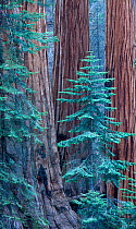 Giant sequoia (Sequoiadendron giganteum) trees in Sequoia National Park, California, USA, September 2014.