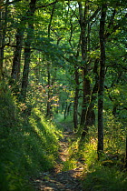 Woods near Urval, Pays de Bergerac, Prigord, Dordogne, Aquitaine, France, June.