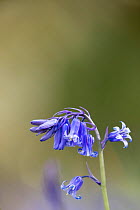Bluebells (Hyacinthoides non-scripta) flower buds near Minterne Magna, Dorset, England, UK, April.