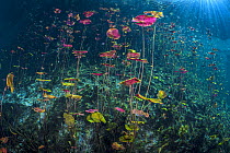 RF - Dense stand of Water lilies (Nymphaea mexicana) growing in a Cenote (a freshwater sink hole) with sun beams. Carwash Cenote, Aktun Ha Cenote, Tulum, Quintana Roo, Yucatan, Mexico. (This image may...