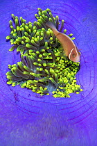 RF - Pink anemonefish (Amphiprion perideraion) sheltering in a balled up Magnificent sea anemone (Heteractis magnifica), which is showing its purple skirt that is covered in small shrimps. Mioskon Isl...