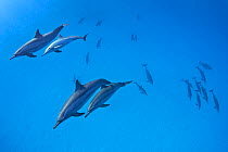 RF - Spinner dolphins (Stenella longirostris) pod swimming over a shallow sandy lagoon in a coral reef. Sataya Reef, Fury Shoal, Egypt. Red Sea (This image may be licensed either as rights managed or...