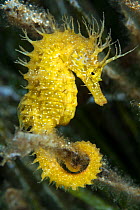RF - Long-snouted seahorse (Hippocampus guttulatus) female using its prehensile tail to hold on to a blade of seagrass (Posidonia oceanica). Capo Galera, Alghero, Sardinia, Italy. Mediterranean Sea. (...