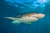 RF - Lemon shark (Negaprion brevirostris) swimming through sun rays in the late afternoon. Little Bahama Bank, Bahamas. West Atlantic Ocean. (This image may be licensed either as rights managed or roy...