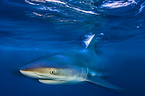 RF - Caribbean reef shark (Carcharhinus perezi) at the surface at sunset. Grand Bahama, Bahamas. Tropical West Atlantic Ocean. (This image may be licensed either as rights managed or royalty free.)