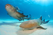 RF - Nurse sharks (Ginglymostoma cirratum) pair swimming over sand in shallow water. White spiracle behind eye is visible. South Bimini, Bahamas. The Bahamas National Shark Sanctuary. Gulf Stream, Wes...