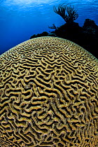 RF - Boulder brain coral (Colpophyllia natans) growing on a coral reef. East End, Grand Cayman, Cayman Islands, British West Indies. Caribbean Sea. (This image may be licensed either as rights managed...