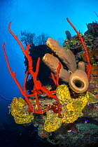 RF - Colourful coral reef wall, with Yellow branching tube sponges (Pseudoceratina crassa), brown tube sponges (Agelas conifera) and red rope sponges (Amphimedon compressa), in front of deepwater sea...