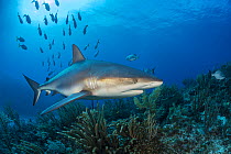 RF - Caribbean reef shark (Carcharhinus perezi) female swimming over a coral reef, while a school of Horse-eye jack swims away (Caranx latus) East End, Grand Cayman, Cayman Islands. British West Indie...