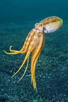 RF - Ocellate octopus (Amphioctopus mototi) swimming up from the sea floor. Bitung, North Sulawesi, Indonesia. Lembeh Strait, Molucca Sea. (This image may be licensed either as rights managed or royal...