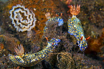 Nudibranchs (Hypselodoris infucata) gather to feed on sponges. Their mouths are extended in this photo. The eggs behind probably belong to them too. The strange out of focus lines in the background co...