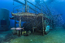 School of Silversides (Atherinidae) are harassed by a pair of predatory Bar jacks (Caranx ruber) on the deck of wreck of the USS Kittiwake. Seven Mile Beach, Grand Cayman, Cayman Islands, British West...