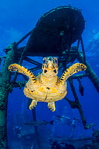 Hawksbill turtle (Eretmochelys imbricata) with the USS Kittiwake (US Military submarine rescue vessel) wreck. Seven Mile Beach, Grand Cayman, Cayman Islands, British West Indies. Caribbean Sea.