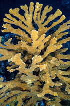Elkhorn coral (Acropora palmata) growing on a coral reef. The growth in this photo represents 12 year's growth since Hurricane Ivan in 2004, which levelled the colony. East End, Grand Cayman, Cayman I...