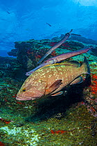 A pair of Atlantic trumpetfish (Aulostomus strigosus) shadow hunting, swimming above a Dusky grouper (Epinephelus marginatus).  Tiny fish are not afraid of the grouper and allow it to swim clos and  t...