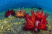 Radiant sea urchins (Astropyga radiata)  home toZebra urchin crab (Zebrida adamsii) and banggai cardinalfish (Pterapogon kaudemi) with schooling silversides behind, in shallow water. Bitung, North Sul...