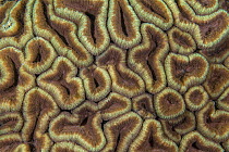 Hard coral (Lobophyllia hemprichii) close up,  Bitung, North Sulawesi, Indonesia. Lembeh Strait, Molucca Sea.