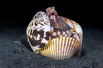 A veined octopus (coconut octopus: Amphioctopus marginatus) sheltering in a selection of clam shells on the sandy seabed at night. The large eye of the octopus shows that this is at night. Bitung, Nor...