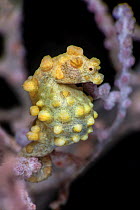Pygmy seahorse (Hippocampus bargibanti) pregnant male in a Sea fan (Muricella sp.). Bitung, North Sulawesi, Indonesia. Lembeh Strait, Molucca Sea.