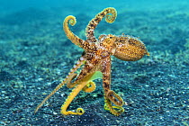Motoi / Ocellate octopus (Amphioctopus mototi), displaying its arms as it moves across the seabed. Bitung, North Sulawesi, Indonesia. Lembeh Strait, Molucca Sea.