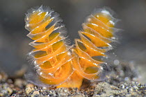 Filter feeding appendages of a Yellow california horseshoe worm (Phoronopsis californica) extending from the sand. Bitung, North Sulawesi, Indonesia. Lembeh Strait, Molucca Sea.