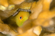 Yellow hairy goby (Paragobiodon xanthosoma) guarding its eggs laid deep inside a coral colony. Bitung, North Sulawesi, Indonesia. Lembeh Strait, Molucca Sea.