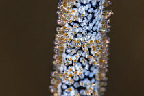 Golden damsel (Amblyglyphidodon aureus) eggs laid on a whip coral. Bitung, North Sulawesi, Indonesia. Lembeh Strait, Molucca Sea.