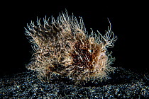 Hairy frogfish (Antennarius striatus) moving over a black sand seabed. Bitung, North Sulawesi, Indonesia. Lembeh Strait, Molucca Sea.