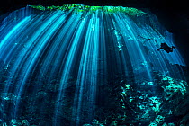 Diver  exploring a freshwater cenote (or limestone sinkhole) swimming through beams of light filtered through the forest above. Garden Of Eden Cenote, Puerto Aventuras, Quintana Roo, Yucatan, Mexico.