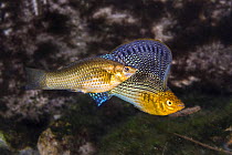 Sailfin molly (Poecilia velifera) displaying his large flag-like dorsal fin while courting a female, in a freshwater cenote (or limestone sinkhole). Garden Of Eden Cenote, Puerto Aventuras, Quintana R...