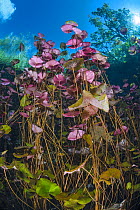 Dense stand of water lilies (Nymphaea mexicana) growing in a cenote (a freshwater sink hole) beneath trees. Carwash Cenote, Aktun Ha Cenote, Tulum, Quintana Roo, Yucatan, Mexico.
