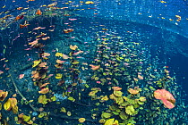 Dense stand of water lilies (Nymphaea mexicana) growing in a cenote (a freshwater sink hole). Carwash Cenote, Aktun Ha Cenote, Tulum, Quintana Roo, Yucatan, Mexico.