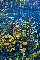 Dense stand of water lilies (Nymphaea mexicana) growing in a cenote (a freshwater sink hole). Carwash Cenote, Aktun Ha Cenote, Tulum, Quintana Roo, Yucatan, Mexico.