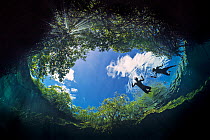 Two snorkellers swim in the water of a Cenote (a freshwater sink hole), while sun light filters down through the leaves of a red mangrove tree (Rhizophora mangle). Casa Cenote, Tulum, Quintana Roo Yuc...