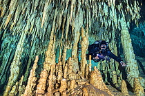 Diver swims between impressive speleothem formations, including stalagmites and stalactites, in a freshwater Cenote (or limestone sinkhole). Dream Gate Cenote, Tulum, Quintana Roo, Yucatan, Mexico.
