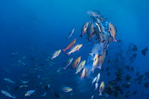 Bohar snappers (Lutjanus bohar) breaking up into smaller groups to spawn close to full moon. The fish swim short arches above the main group as they release clouds of gametes (eggs from the female, sp...