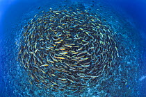 Large school of Bohar snappers (Lutjanus bohar) swimming in a tight, fast moving circular school over the reef, just before swimming into open water to spawn. Shark City, Ulong, Rock Islands, Palau. T...