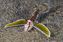 Longfin waspfish (Apistus carinatus) with its distinctive pectoral fins extended, on the sand at night. Anilao, Batangas, Luzon, Philippines. Verde Island Passages, Tropical West Pacific Ocean.