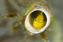 Yellow pygmy goby (Lubricogobius exiguus) guarding eggs (on top of tube) as it peeks out from its home in an old worm tube. Anilao, Batangas, Luzon, Philippines. Verde Island Passages, Tropical West P...