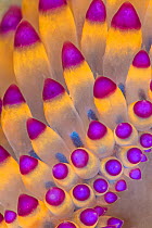 Close up of pattern of the cerata of a nudibranch (Janolus savinkini). Anilao, Batangas, Luzon, Philippines. Verde Island Passages, Tropical West Pacific Ocean.