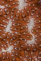 Close up detail of the pattern in a colonial Tunicate (Botryllus sp.). Anilao, Batangas, Luzon, Philippines. Verde Island Passages, Tropical West Pacific Ocean.