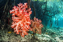 Red soft corals (Dendronephthya sp.) grow attached to the root of a mangrove tree, beneath the canopy of a mangrove forest. Nampele Islands, Misool, Raja Ampat, Indonesia.