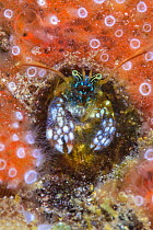 Morgan's coral hermit crab (Paguritta morgani) looks out from its hole, surrounded by an orange sponge with zooanthids. Arborek jetty, Arborek Island, Raja Ampat, West Papua, Indonesia. Dampier Strait...