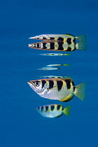 Archer fish (Toxotes jaculatrix) reflected in the sheltered water surface in the mangroves. Yanggefo Island, Gam Island, Raja Ampat, West Papua, Indonesia.