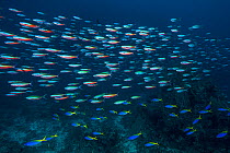 Blue and yellow fusilier (Caesio teres) and Neon fusilier (Pterocaesio tile) over a coral reef. Sardine Reef, Raja Ampat, West Papua, Indonesia. Dampier Strait, tropical West Pacific Ocean.