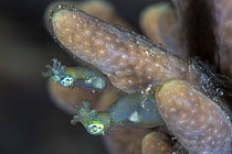 Pygmy squid (Idiosepius sp.) pair sheltering under a piece of coral at night. Yillet Kecil, Yillet Islands, Misool, Raja Ampat, West Papua, Indonesia. Tropical West Pacific Ocean. Ceram Sea.