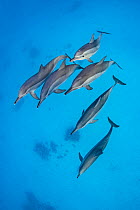 Spinner dolphins (Stenella longirostris) pod swimming over a shallow sandy lagoon in a coral reef. Sataya Reef, Fury Shoal, Egypt. Red Sea