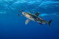 Oceanic whitetip shark (Carcharhinus longimanus) is accompanied by pilotfish (Naucrates ductor) as it cruises beneath the surface of the Red Sea, close to Little Brother Island. The Brothers Islands N...